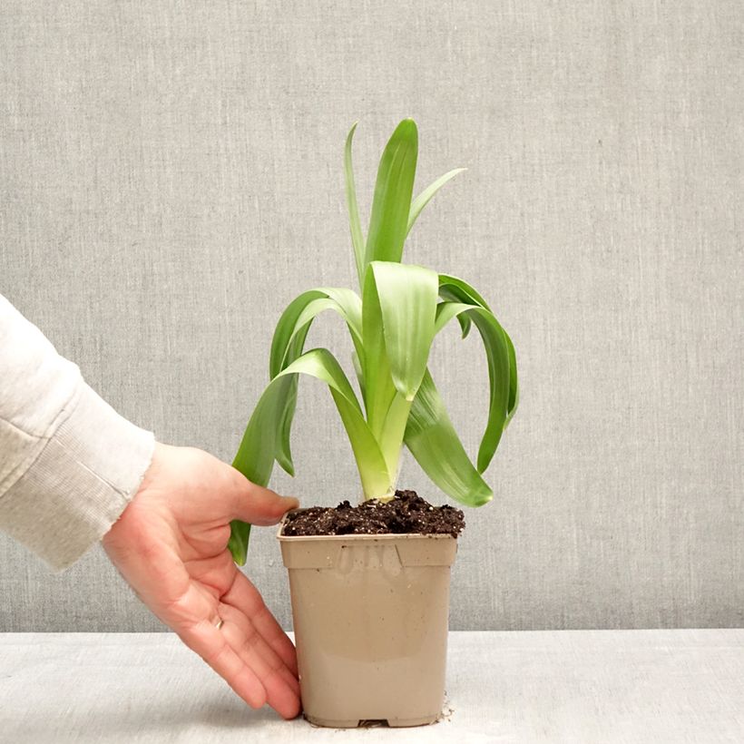 Amostra de Allium giganteum Vaso de 12 cm/13 cm Calibre 20+ tal como entregue na primavera