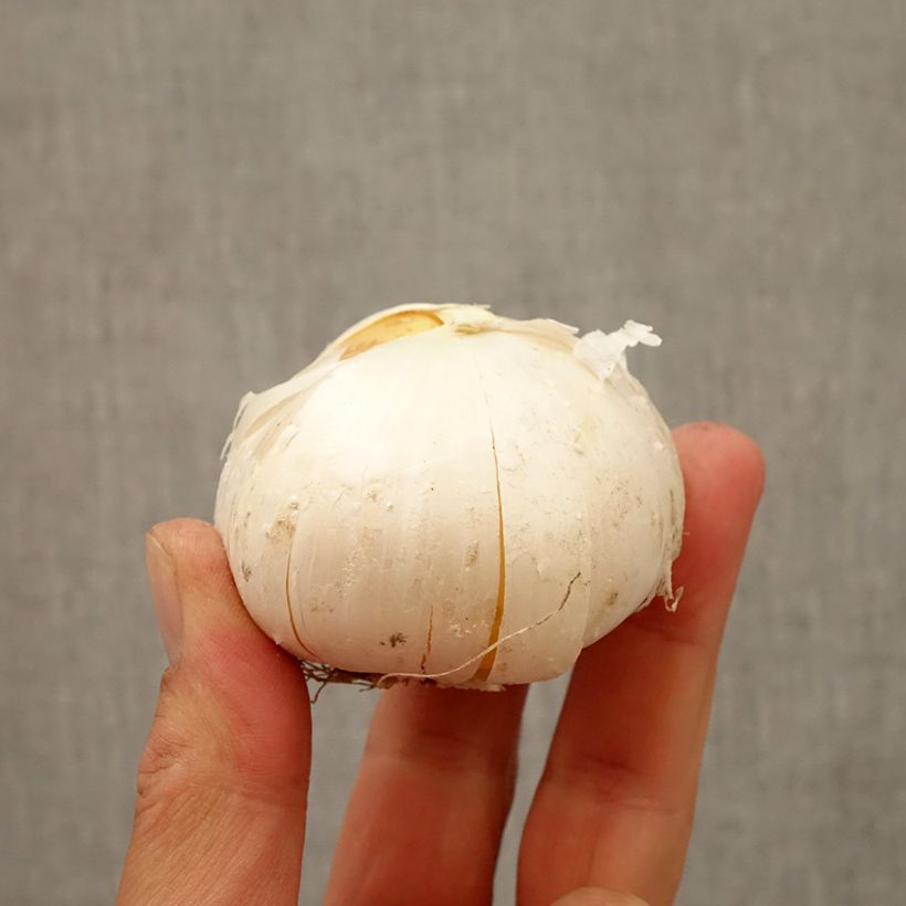 Amostra de Ail d'ornement - Allium Gladiator Bulbo size 20+ tal como entregue no outono