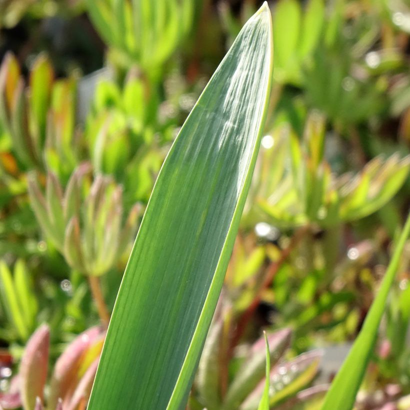 Allium Gladiator (Folhagem)