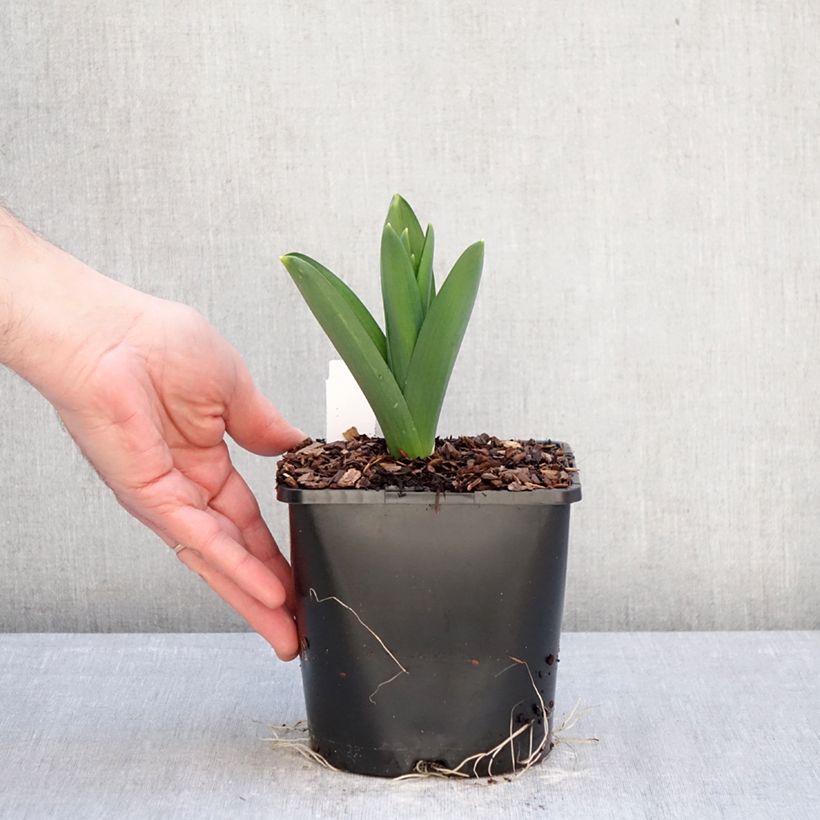 Amostra de Allium Gladiator Vaso de 2 L/3 L Calibre 18 tal como entregue no inverno