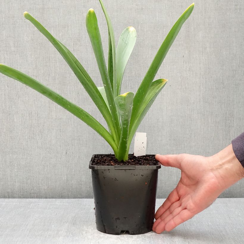Amostra de Allium Gladiator Vaso de 2 L/3 L Calibre 18 tal como entregue na primavera