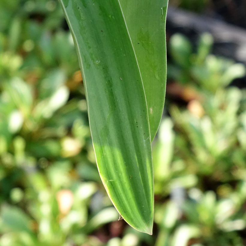 Allium Globemaster em sementes (Folhagem)