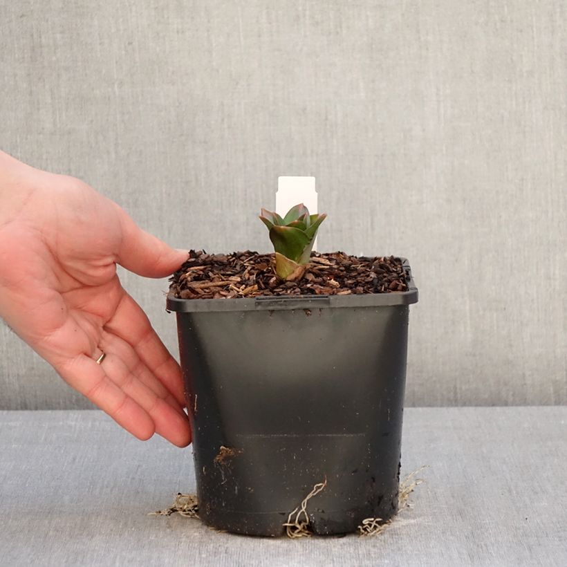 Amostra de Allium Globemaster em sementes Vaso de 2 L/3 L tal como entregue no inverno