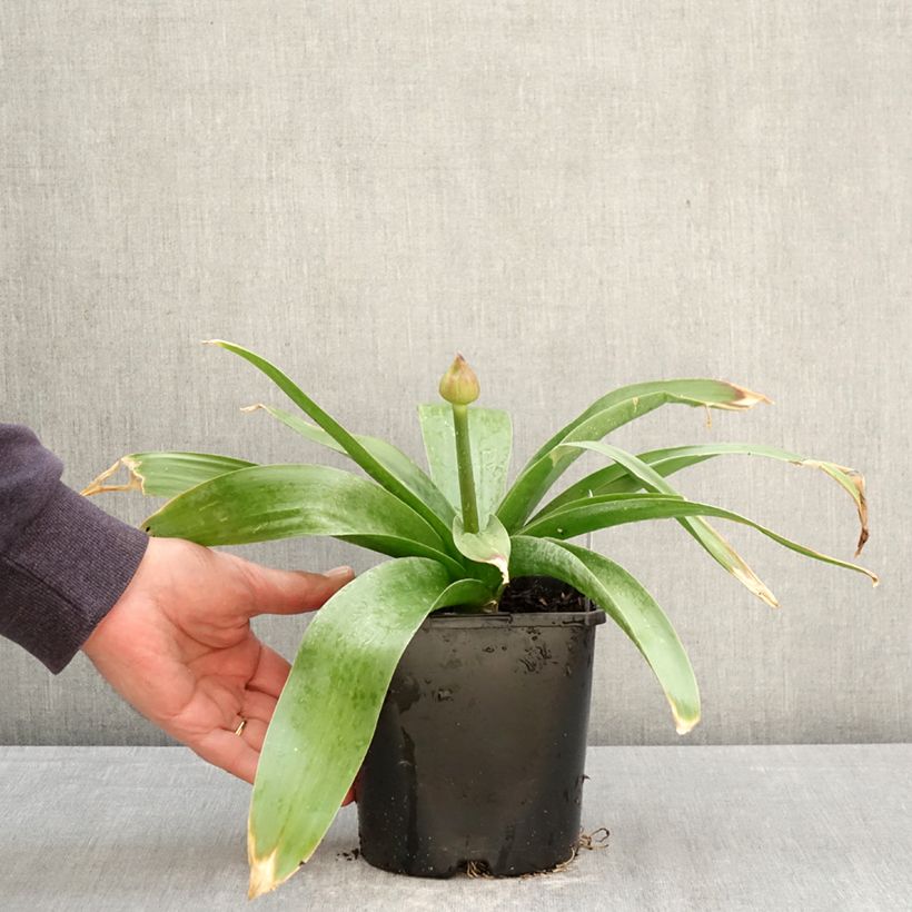 Amostra de Allium Globemaster em sementes Vaso de 2 L/3 L tal como entregue na primavera
