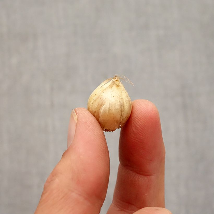 Amostra de Ail d'ornement - Allium Hair Bulbe Kaliber/Größe 5+ tal como entregue no outono