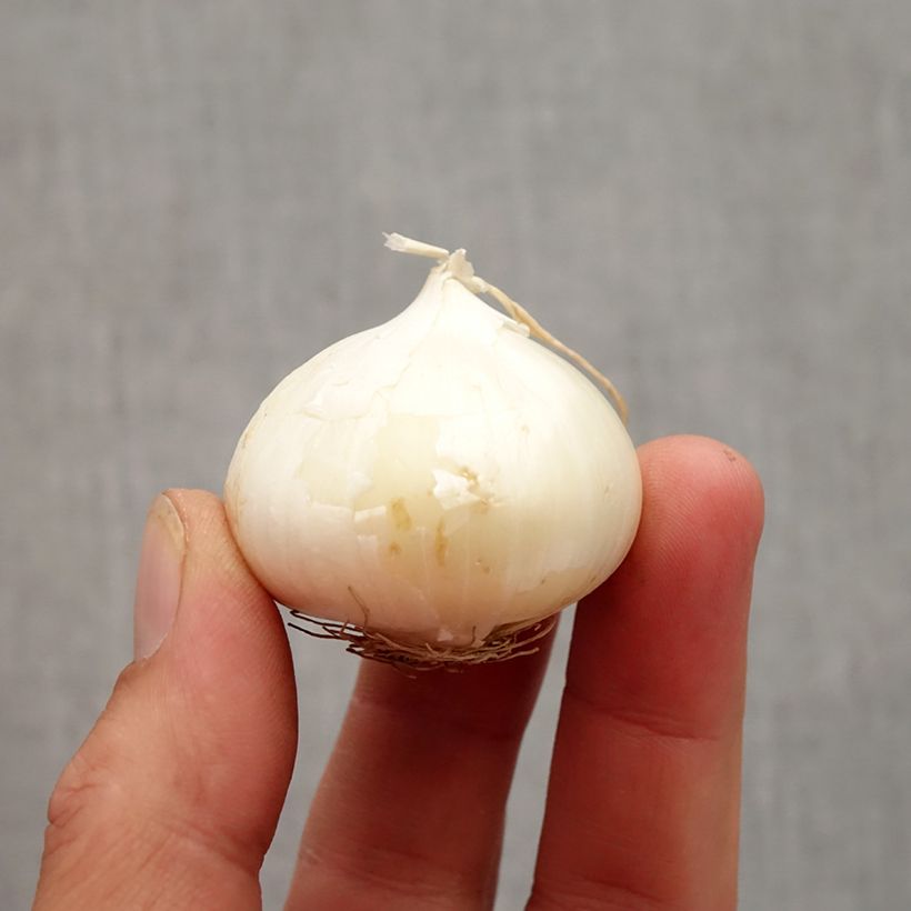 Amostra de Allium karataviense - Ail d'ornement du Turkestan Bulbo size 10+ tal como entregue no outono