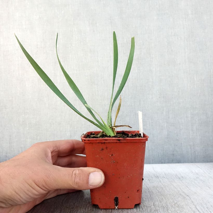Amostra de Allium Lavender Bubbles em sementes Vaso de 8/9 cm tal como entregue no outono