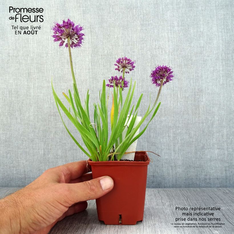 Amostra de Allium Lavender Bubbles em sementes Vaso de 8/9 cm tal como entregue no verão