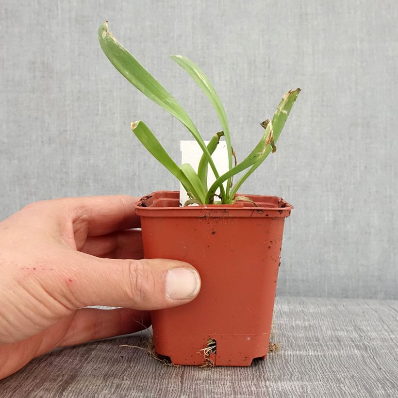 Amostra de Allium Lavender Bubbles em sementes Vaso de 8/9 cm tal como entregue na primavera