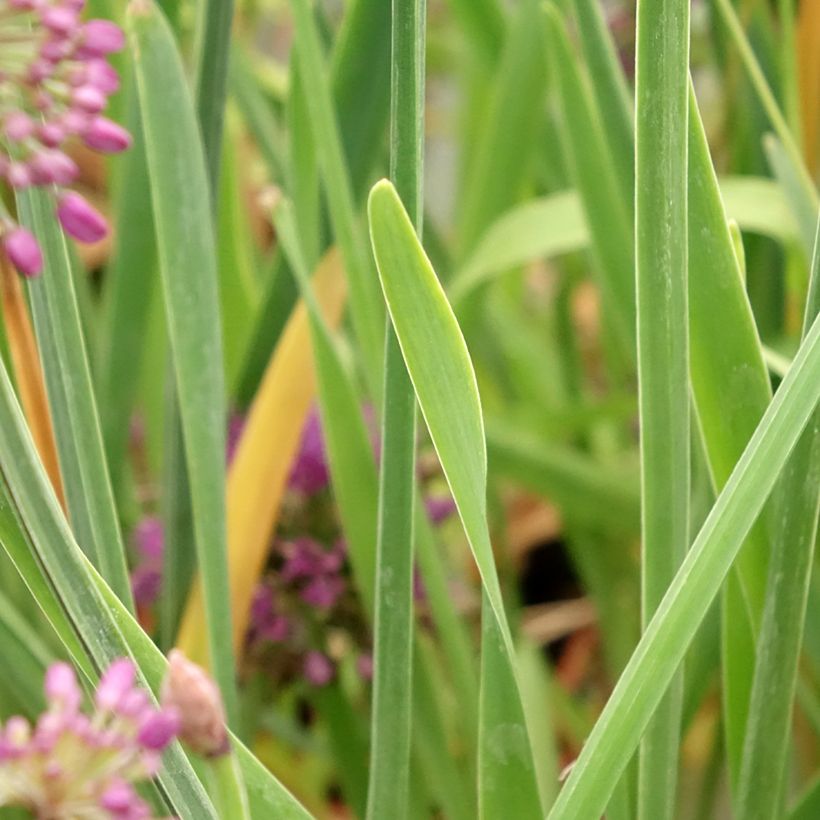 Allium Lavender Bubbles em sementes (Folhagem)