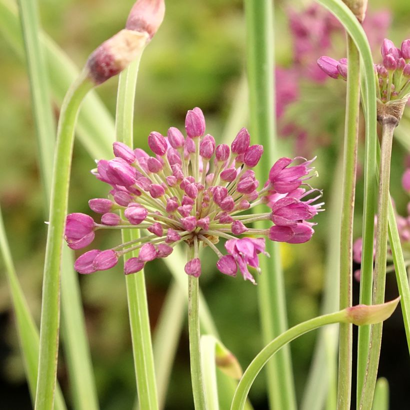 Allium Lavender Bubbles em sementes (Floração)
