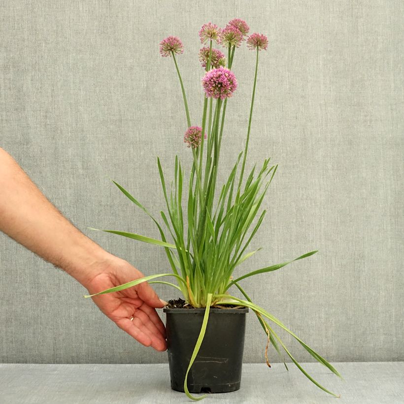 Amostra de Allium Lavender Bubbles em sementes Vaso de 2 L/3 L tal como entregue no verão