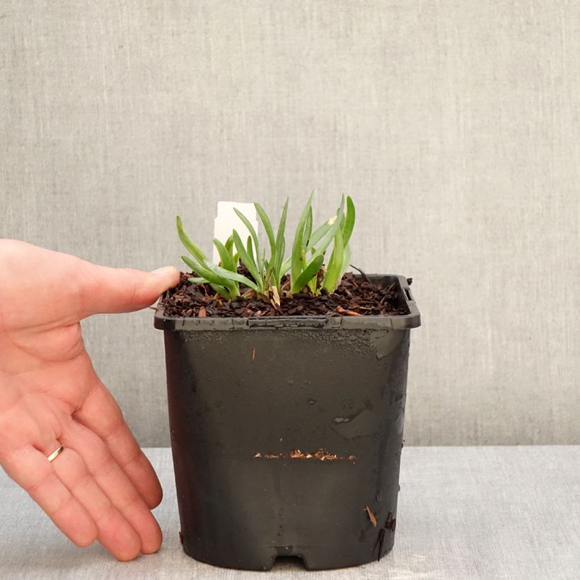 Amostra de Allium Lavender Bubbles em sementes Vaso de 2 L/3 L tal como entregue no inverno