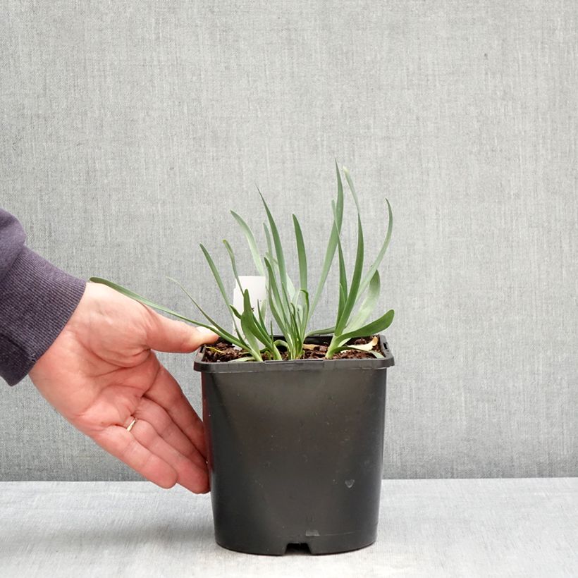 Amostra de Allium Lavender Bubbles em sementes Vaso de 2 L/3 L tal como entregue na primavera