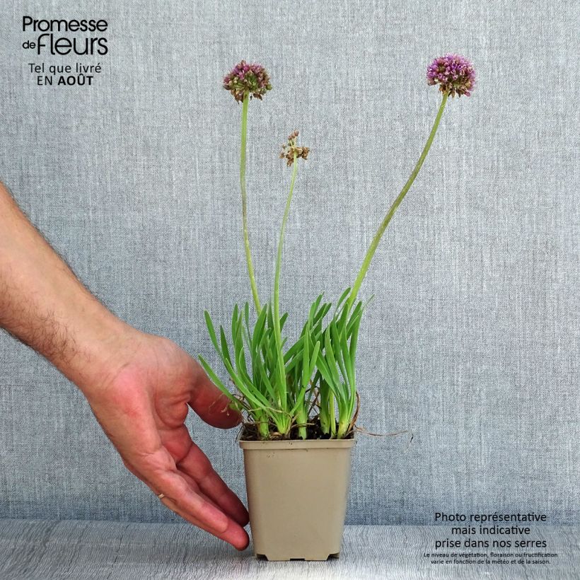 Amostra de Allium Little Sapphire Vaso de 8/9 cm tal como entregue no verão