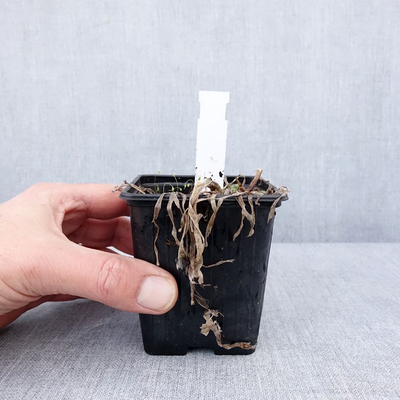 Amostra de Allium Little Sapphire Vaso de 8/9 cm tal como entregue no inverno