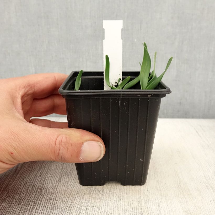 Amostra de Allium Little Sapphire Vaso de 8/9 cm tal como entregue na primavera