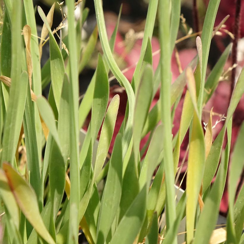 Allium Little Sapphire (Folhagem)