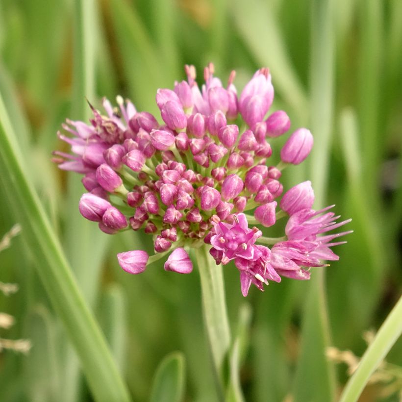 Allium Little Sapphire (Floração)