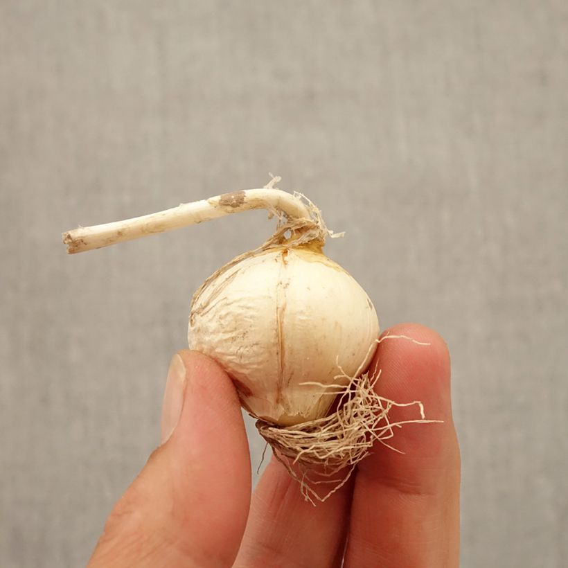 Amostra de Allium Miami Bulbo Calibre 10+ tal como entregue no outono