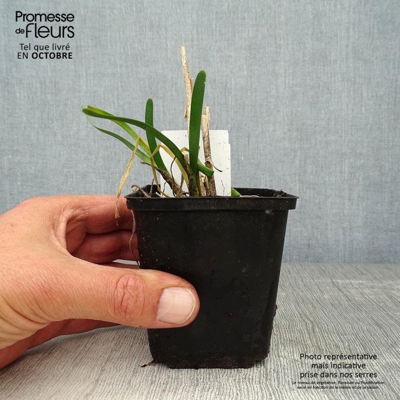 Amostra de Allium Millenium Vaso de 8/9 cm tal como entregue no outono