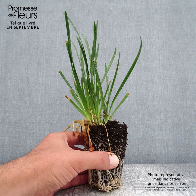 Amostra de Allium Millenium Mini-torrão Ø 3/4 cm tal como entregue no outono