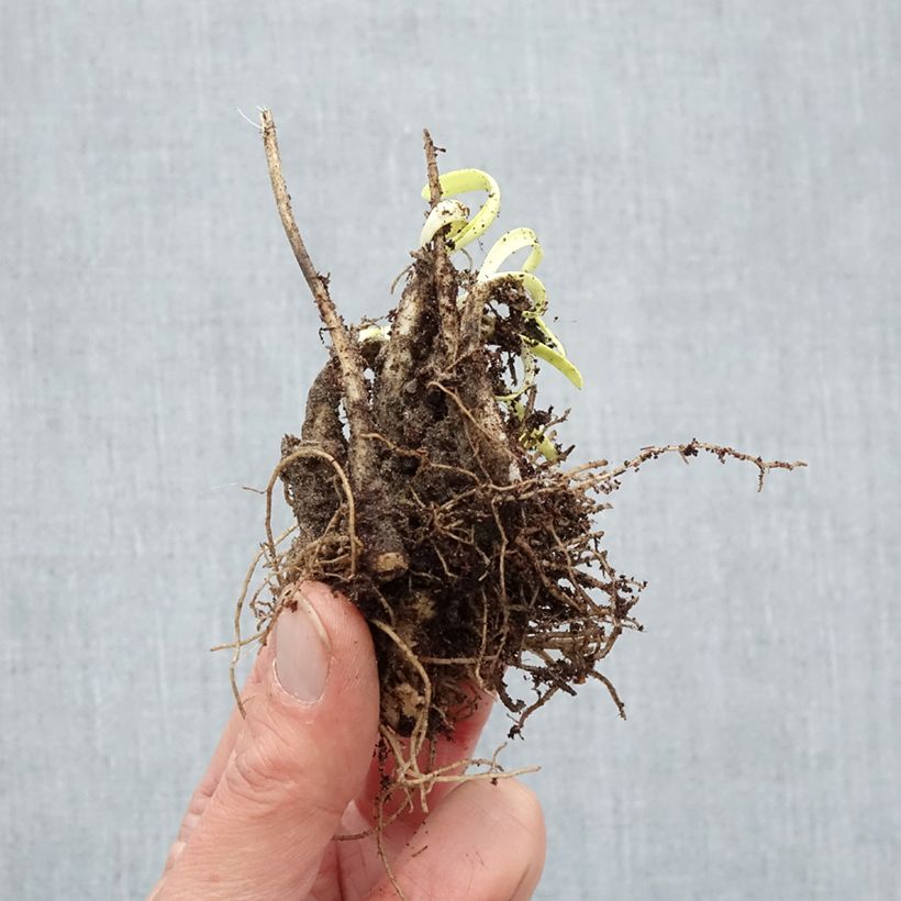 Amostra de Allium Millenium Raízes nuas tal como entregue no inverno