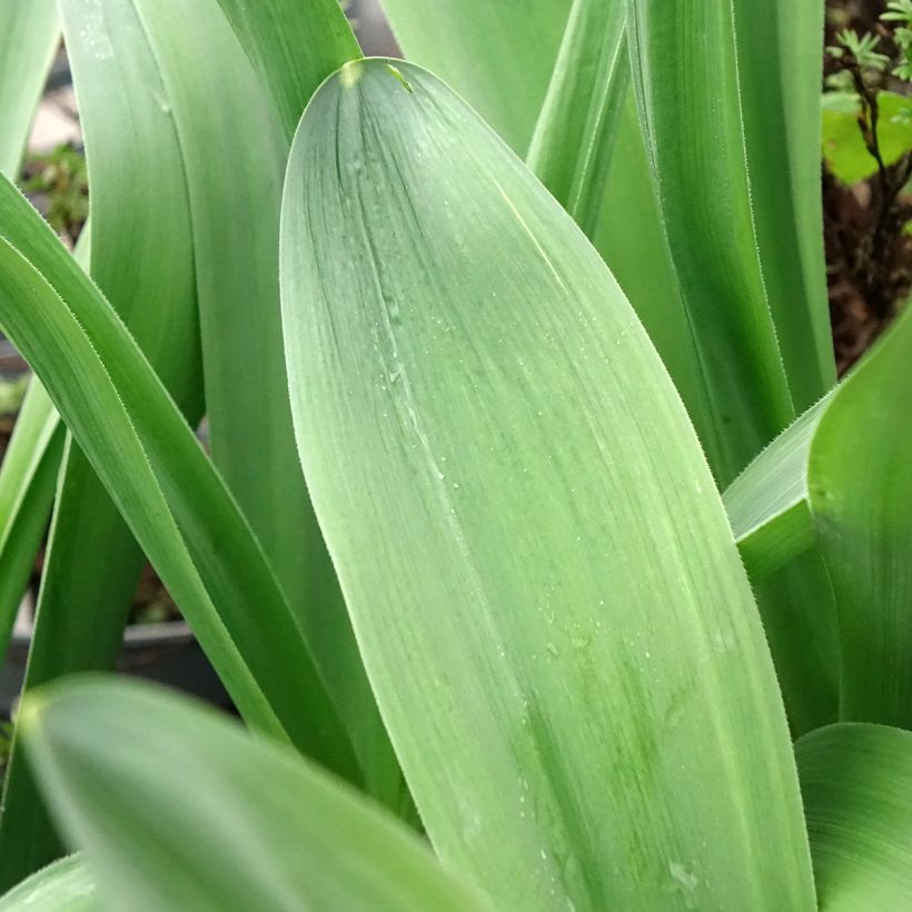 Allium stipitatum Mount Everest (Folhagem)