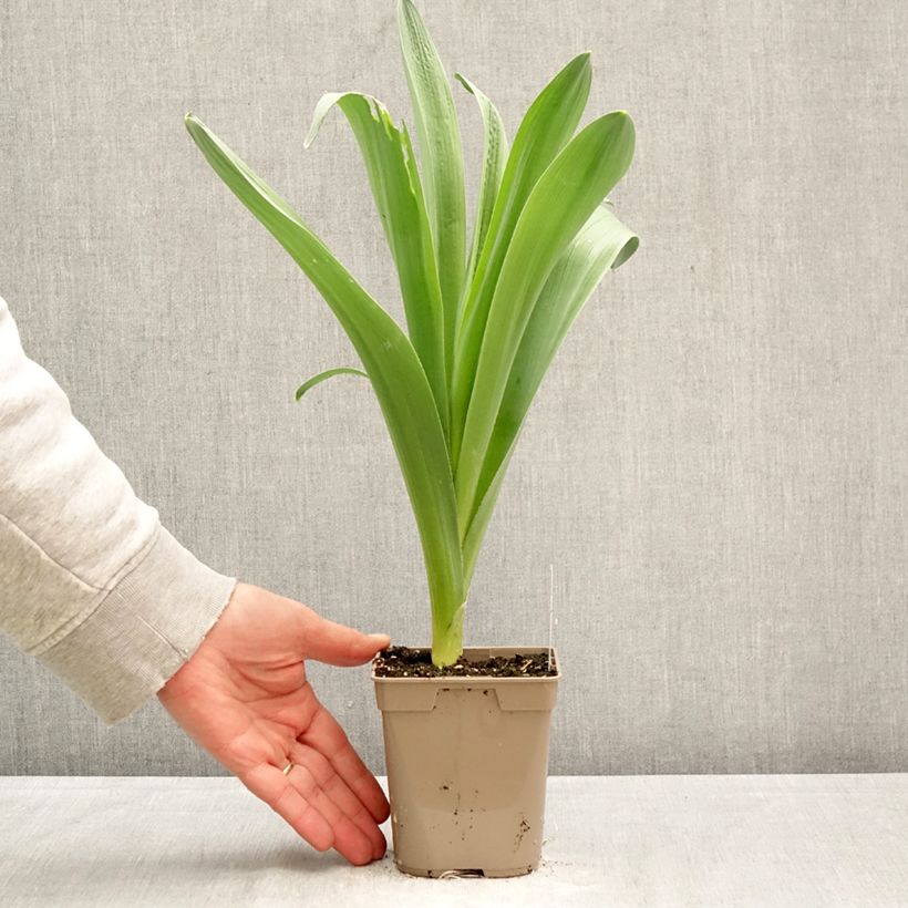 Amostra de Allium stipitatum Mount Everest Vaso de 12 cm/13 cm Calibre 18/20 tal como entregue na primavera