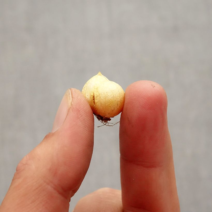Amostra de Ail d'ornement - Allium neapolitanum Groupe Cowanii Bulbe Kaliber/Größe 5+ tal como entregue no outono