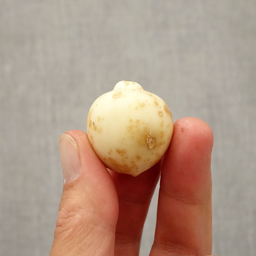 Amostra de Ail d'ornement - Allium nevskianum Bulbo size 10+ tal como entregue no outono