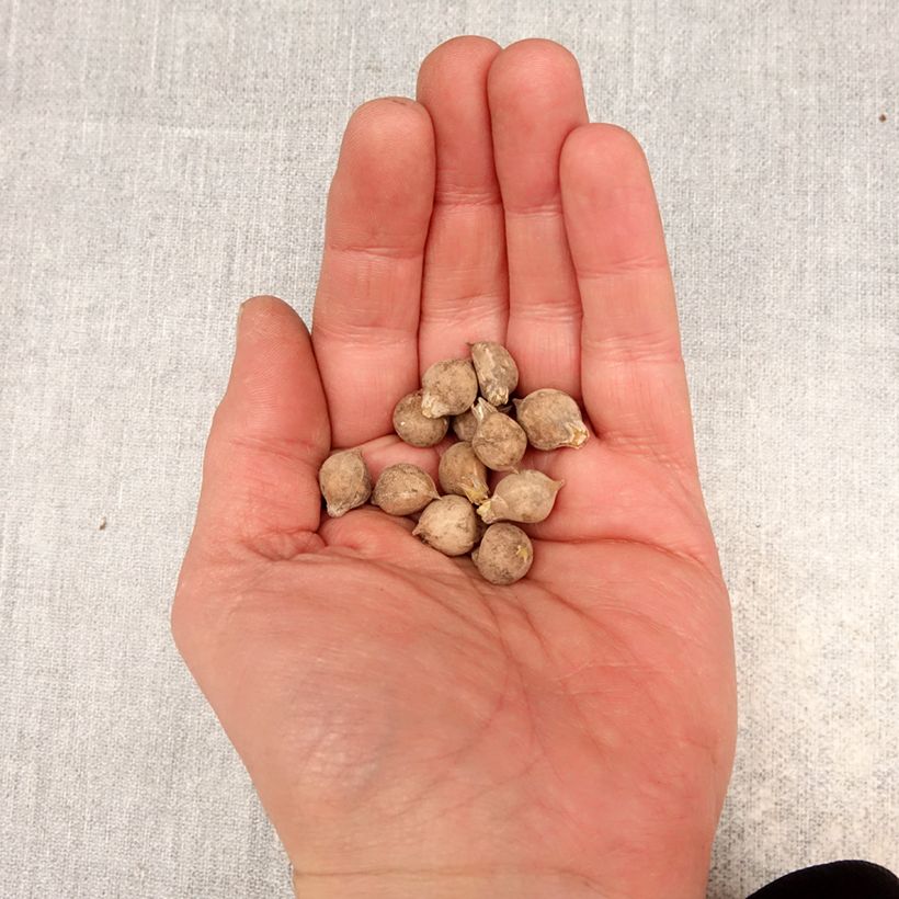 Amostra de Allium oreophilum Bulbo Calibre 3 tal como entregue na primavera