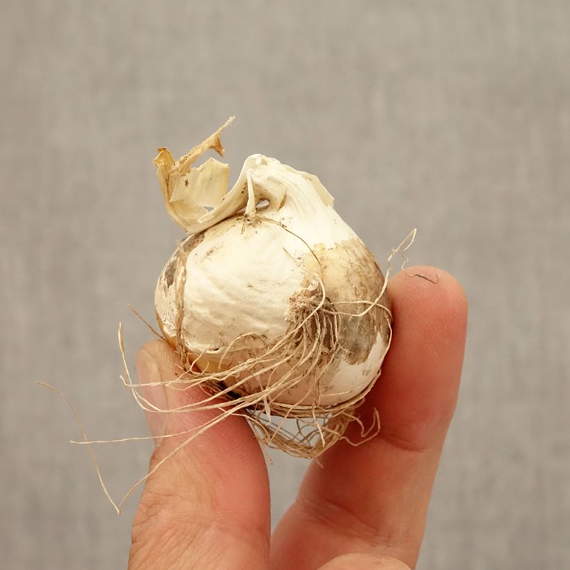 Amostra de Ail d'ornement - Allium Ostara Bulbo size 12+ tal como entregue no outono