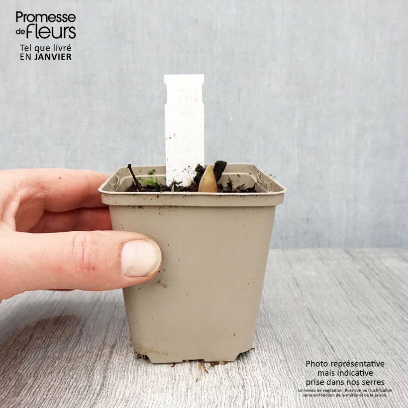 Amostra de Ail d'ornement - Allium Ostara Vaso de 8/9 cm tal como entregue no inverno