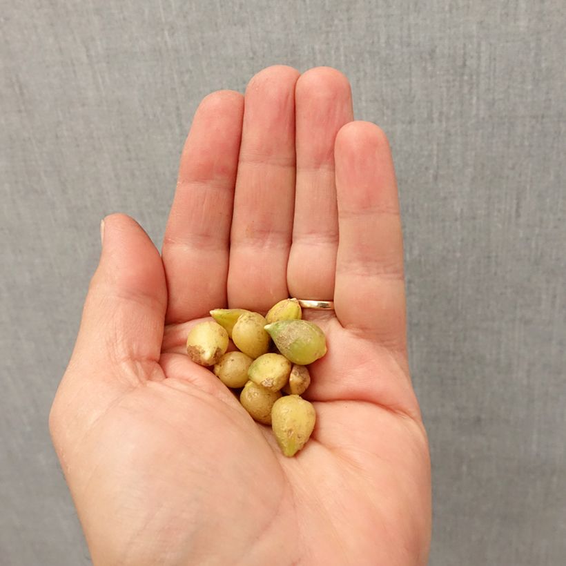 Amostra de Ail d'ornement - Allium paradoxum var. normale Bulbe Kaliber/Größe I tal como entregue no outono