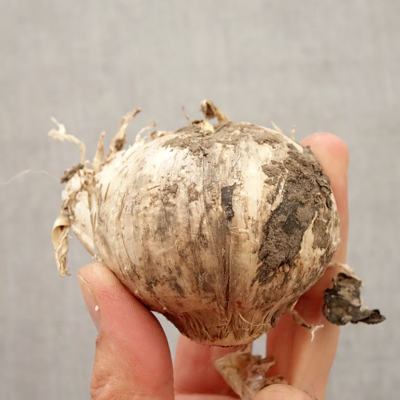 Amostra de Allium Pinball Wizard em sementes Bulbo Calibre 20+ tal como entregue no outono