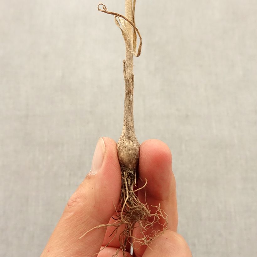 Amostra de Allium pulchellum Bulbo Calibre I tal como entregue no outono