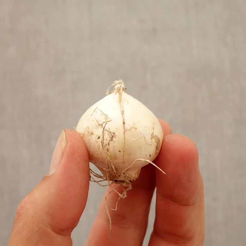 Amostra de Allium Red Mohican Bulbo Calibre 10+ tal como entregue no outono