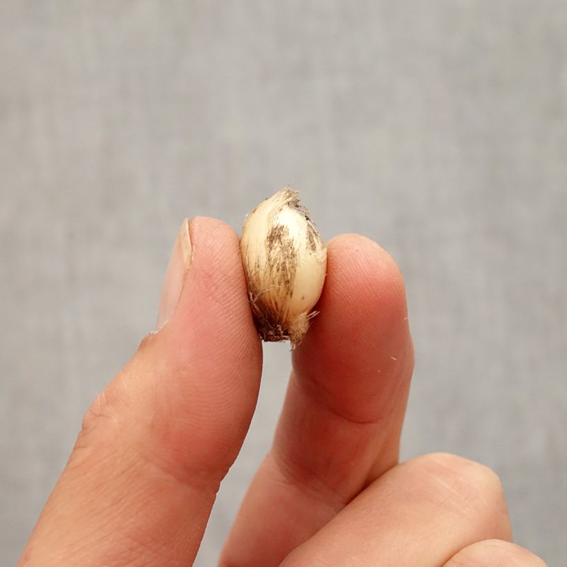 Amostra de Ail d'ornement - Allium rocambole Bizarre Bulbe Kaliber/Größe 5+ tal como entregue no outono