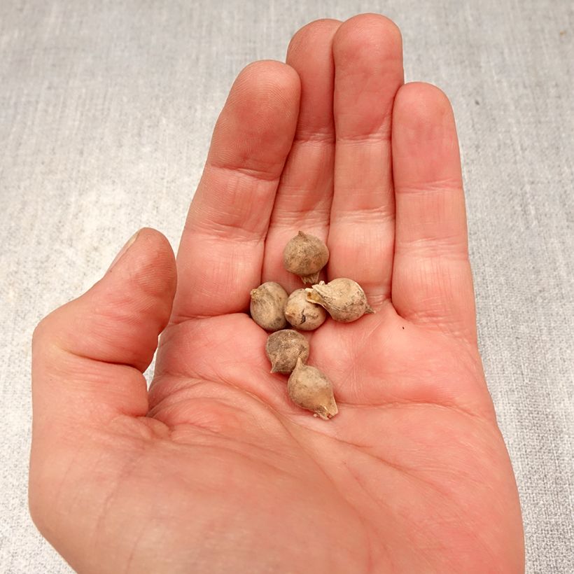 Amostra de Allium roseum Bulbo Calibre 4+ tal como entregue na primavera