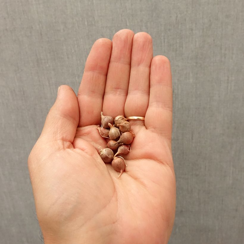 Amostra de Ail d'ornement - Allium rotundum subsp. jajlae Bulbe Kaliber/Größe I tal como entregue no outono