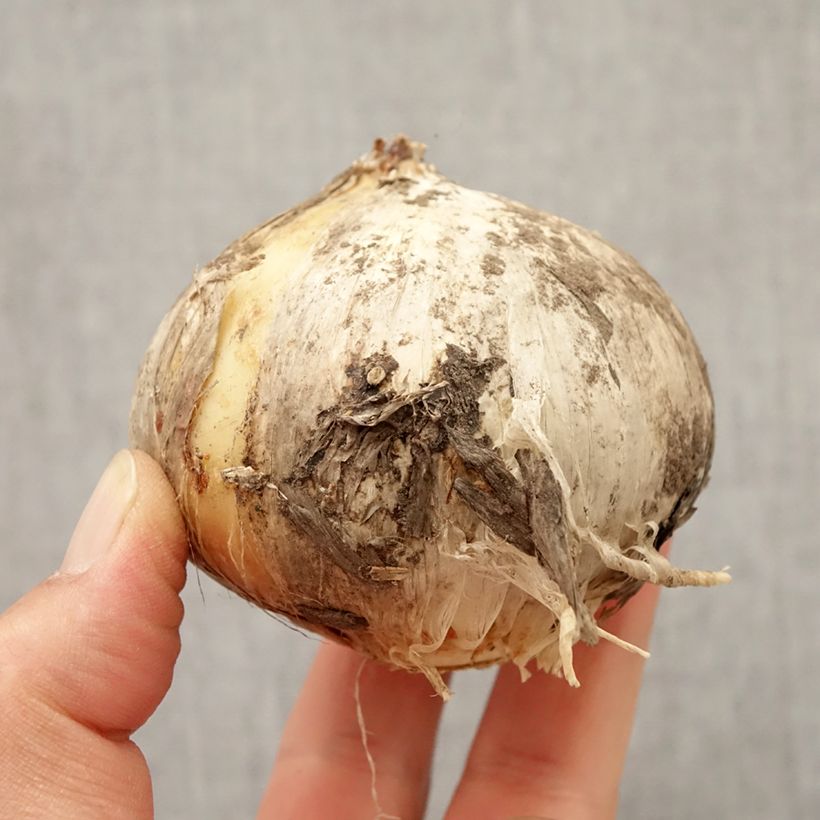 Amostra de Ail d'ornement - Allium Round and Purple Bulbe Kaliber/Größe 18/20 tal como entregue no outono