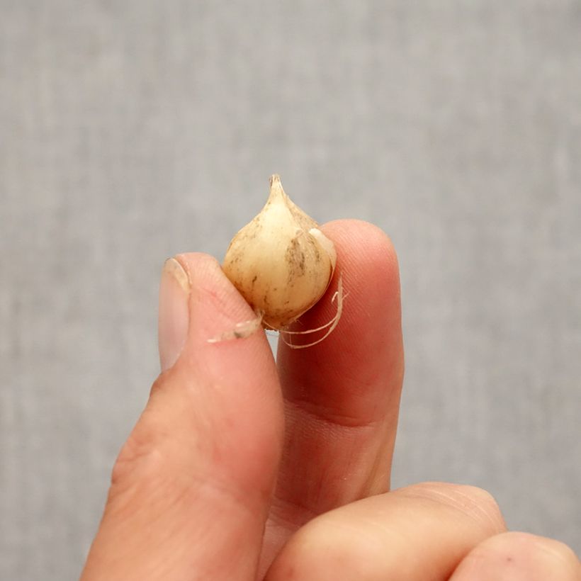 Amostra de Ail d'ornement - Allium scorodoprasum Art Bulbo size 5+ tal como entregue no outono