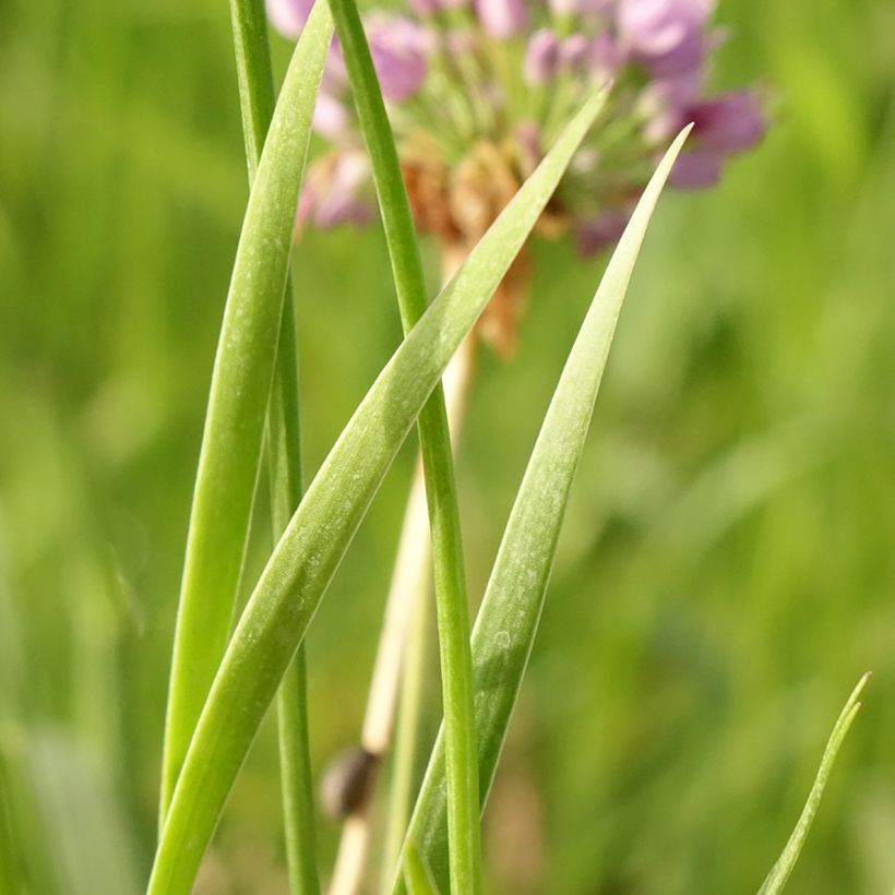 Allium senescens Avatar (Folhagem)