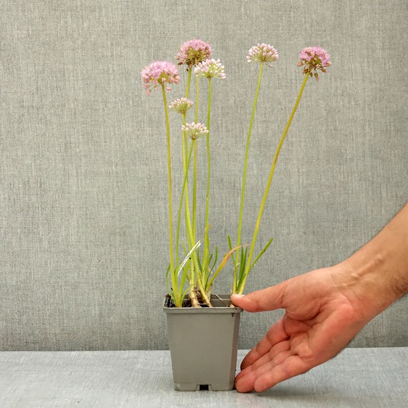 Amostra de Allium senescens In Orbit Vaso de 8/9 cm Calibre I tal como entregue no verão