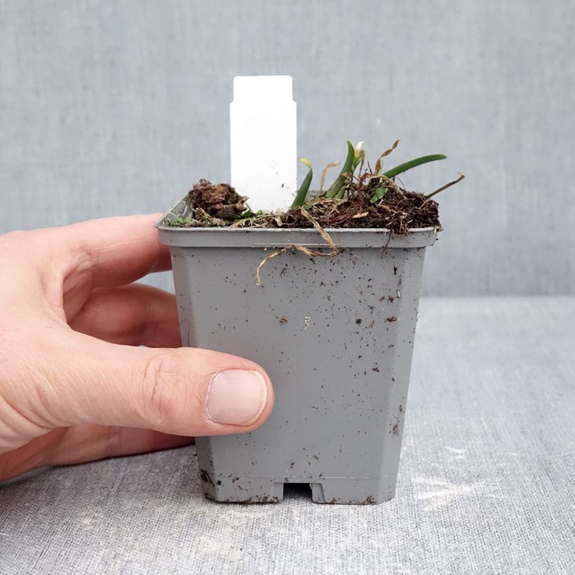 Amostra de Allium senescens In Orbit Vaso de 8/9 cm Calibre I tal como entregue no inverno