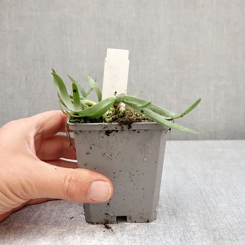 Amostra de Allium senescens In Orbit Vaso de 8/9 cm Calibre I tal como entregue na primavera