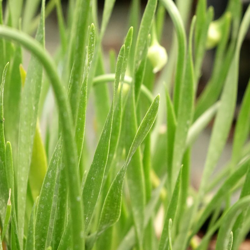 Allium senescens In Orbit (Folhagem)