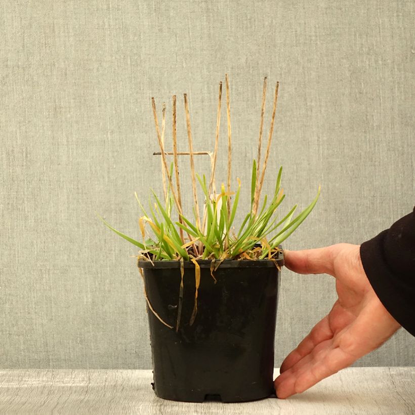 Amostra de Allium senescens In Orbit Vaso de 2 L/3 L tal como entregue no outono