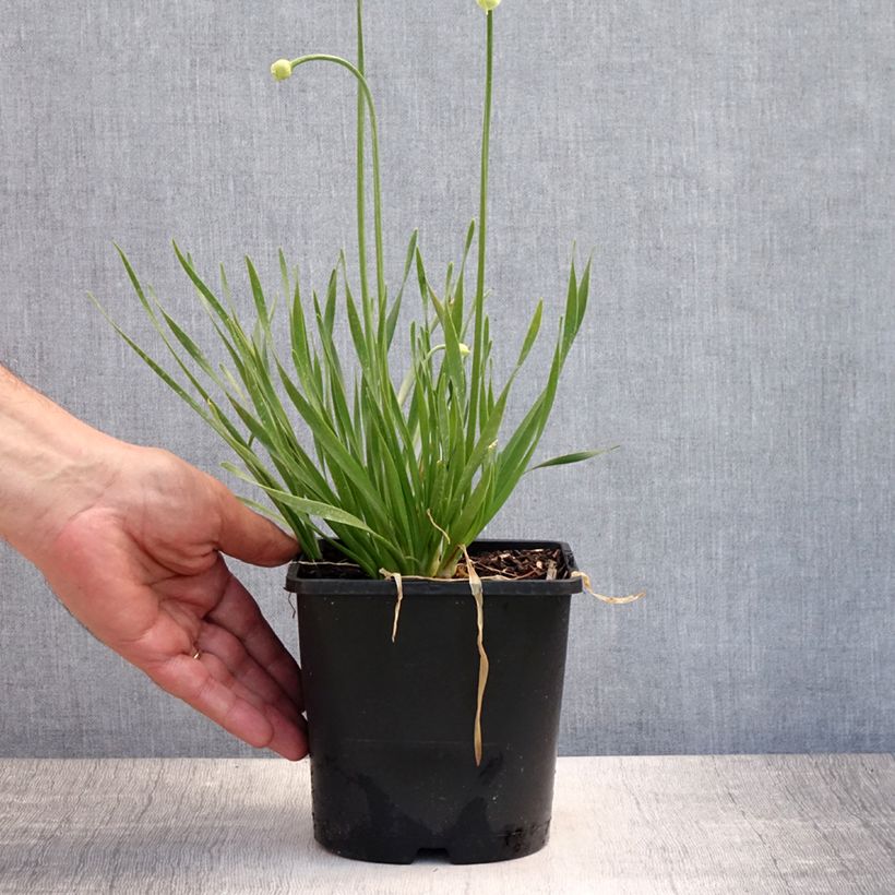 Amostra de Allium senescens In Orbit Vaso de 2 L/3 L tal como entregue no verão